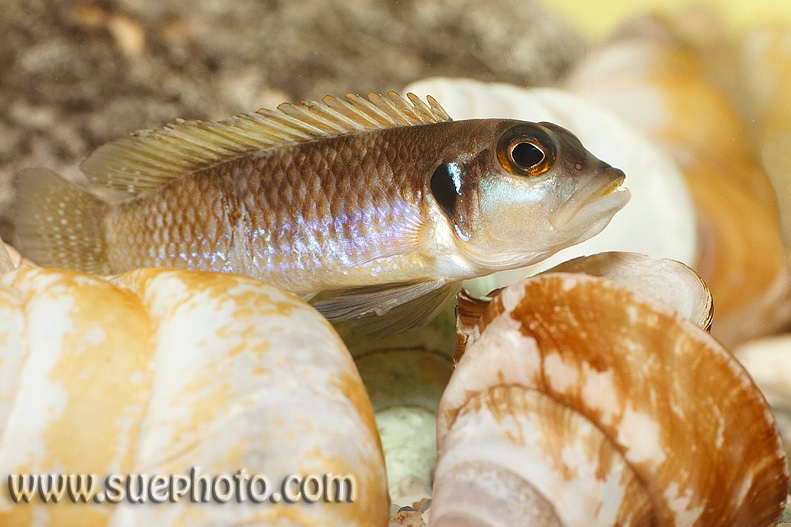 Lamprologus ocellatus 'Isanga Bay'